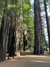 Avenue of the Giants - End