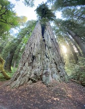 Redwoods - Big Tree