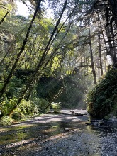 Redwoods - Fern Canyon