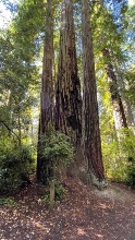 Redwoods Lady Bird Grove