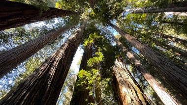 Redwoods - Cathedral Trail Loop